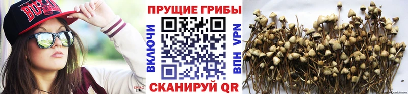 Псилоцибиновые грибы Psilocybine cubensis  Сочи 